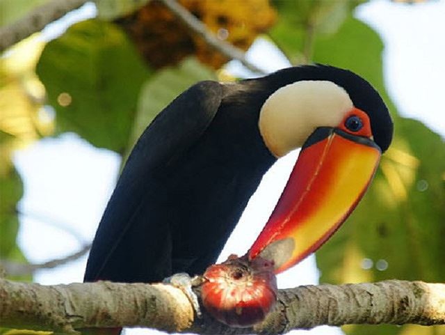 This impressive beak is a tool to attract females during the breeding season and also a weapon of self-defense against predators.