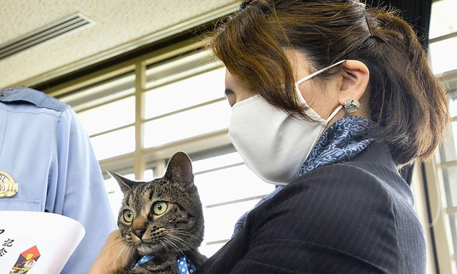 Chú mèo cứu người được Nhật vinh danh - Ảnh 1.