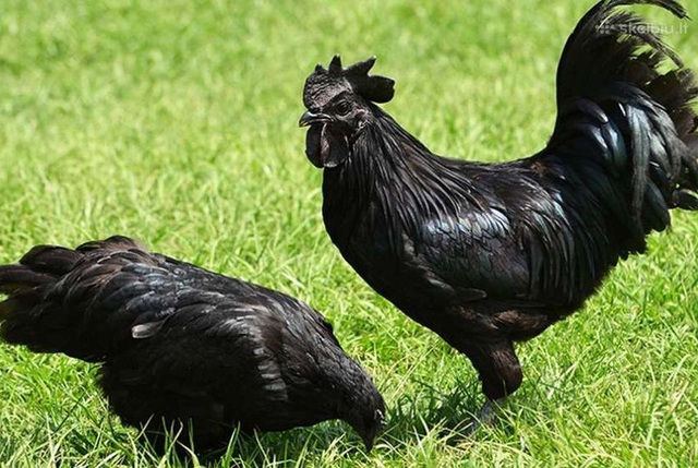 6 giống gà đắt nhất thế giới - Ảnh 2.