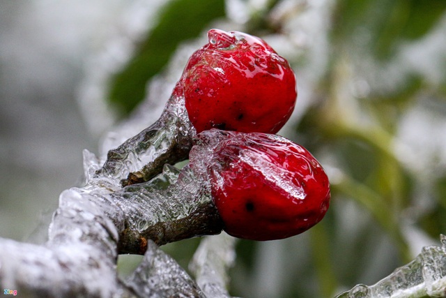 لحظه یخ زدگی درختان در روزهای سرد 0 درجه سانتیگراد - عکس 4.