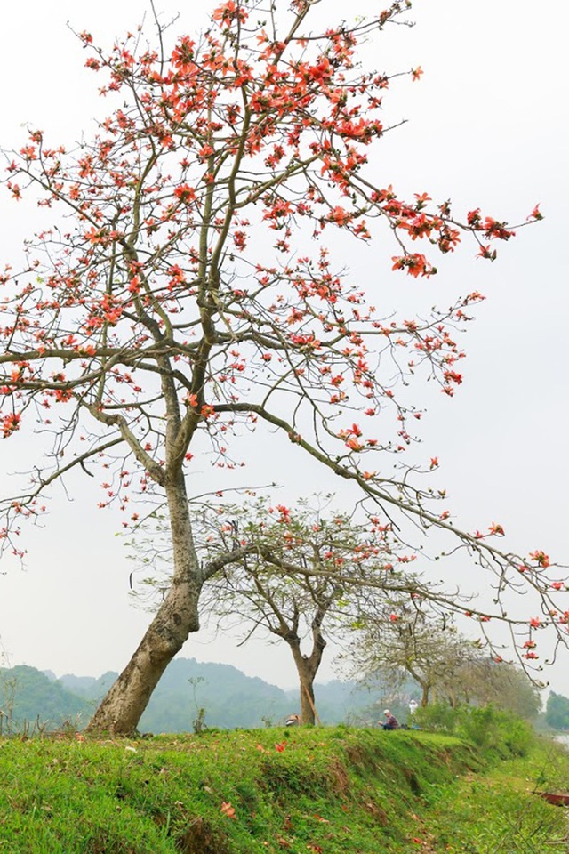 Ngắm bộ ảnh cây hoa gạo bên hồ Quan Sơn đẹp như tiên cảnh - Ảnh 2.