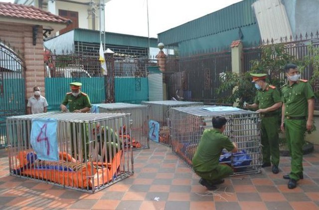 2 đơn vị đồng ý tiếp nhận 9 cá thể hổ thu giữ tại nhà dân ở Nghệ An

 - Ảnh 1.
