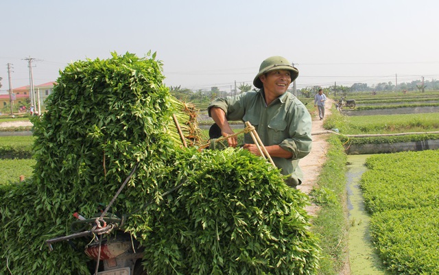 Chọn rau cần xào cá và cách làm để không nhũn, không nát, không độc, không có vắt - Ảnh 3.