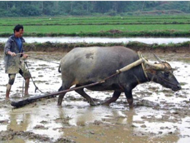 Bán &quot;cả cơ nghiệp&quot; để điều trị viêm đại tràng mạn tính 1 - Ảnh 1.