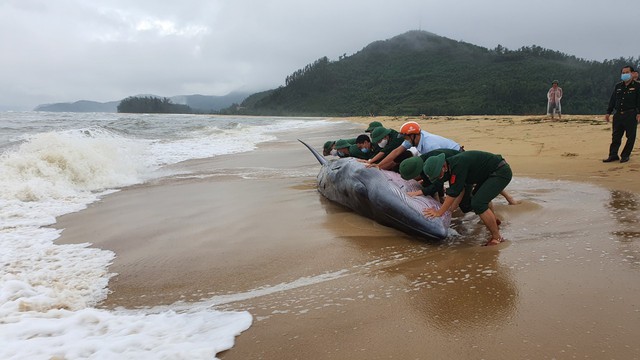 Thừa Thiên Huế: Giải cứu cá voi nặng hàng tấn bị sóng đánh tấp vào bờ - Ảnh 3.