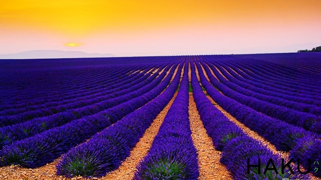Ngất ngây giữa cánh đồng hoa oải hương Lavender Pháp - Ảnh 9.