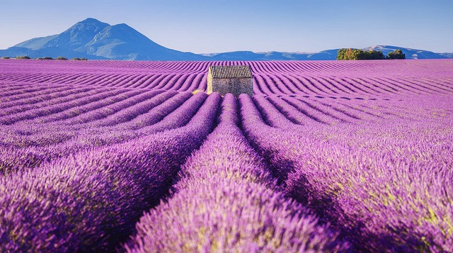 Ngất ngây giữa cánh đồng hoa oải hương Lavender Pháp - Ảnh 6.