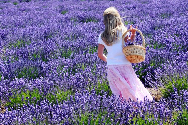 Ngất ngây giữa cánh đồng hoa oải hương Lavender Pháp - Ảnh 2.