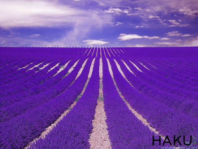 Ngất ngây giữa cánh đồng hoa oải hương Lavender Pháp - Ảnh 8.