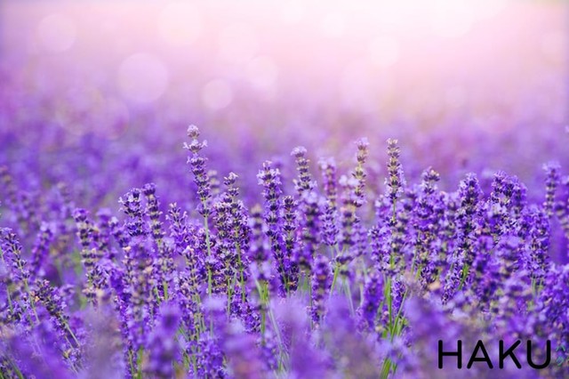 Ngất ngây giữa cánh đồng hoa oải hương Lavender Pháp - Ảnh 1.