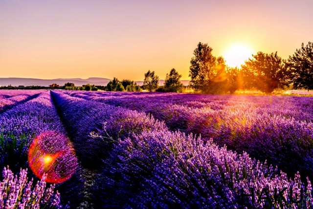 Ngất ngây giữa cánh đồng hoa oải hương Lavender Pháp - Ảnh 5.