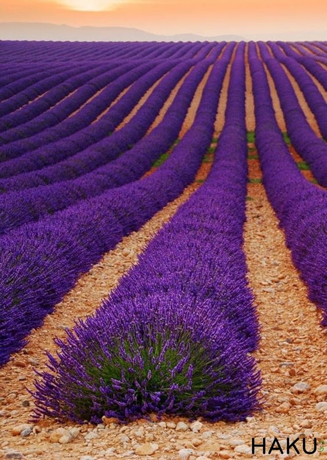 Ngất ngây giữa cánh đồng hoa oải hương Lavender Pháp - Ảnh 7.
