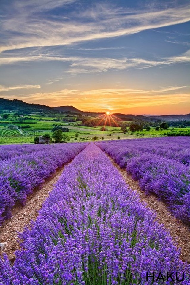 Ngất ngây giữa cánh đồng hoa oải hương Lavender Pháp - Ảnh 3.
