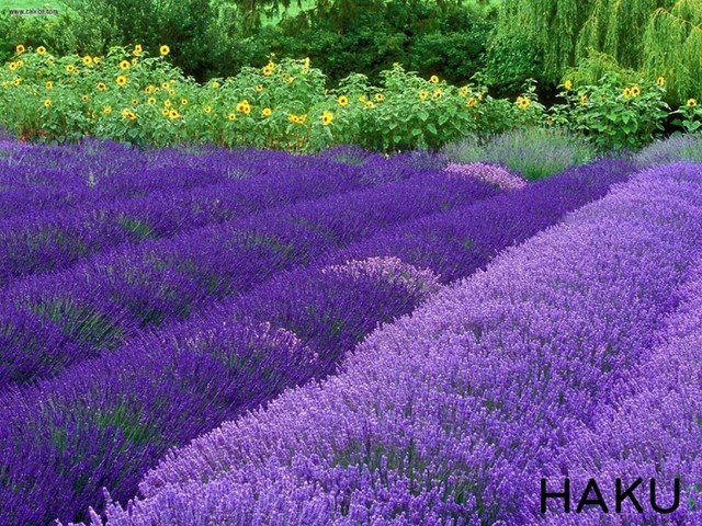 Ngất ngây giữa cánh đồng hoa oải hương Lavender Pháp - Ảnh 10.