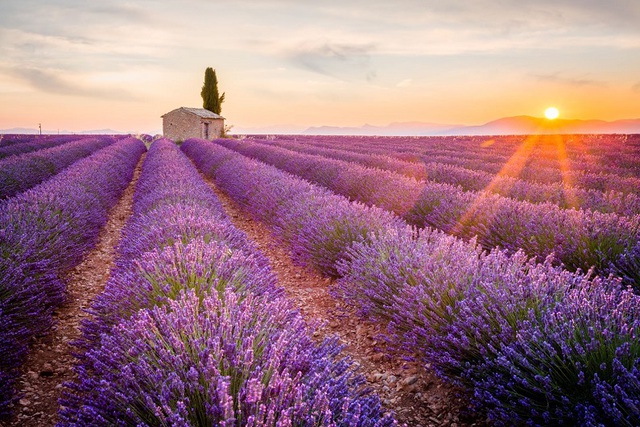 Ngất ngây giữa cánh đồng hoa oải hương Lavender Pháp - Ảnh 4.