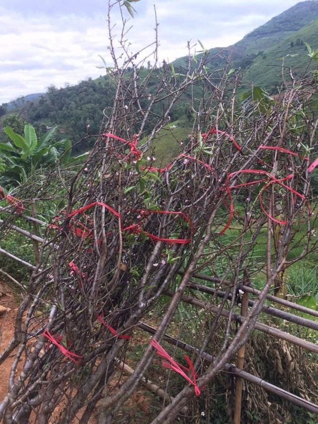 Tết chưa đến nhưng người Hà Nội vẫn bỏ tiền triệu chơi đào trái mùa nở hoa sớm
 - Ảnh 2.