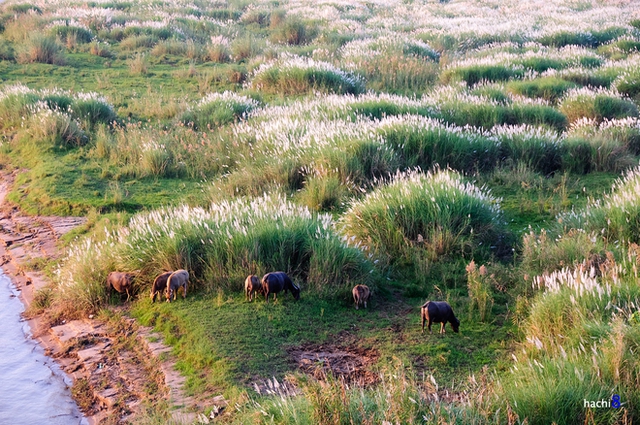 Cánh đồng cỏ lau ở Hà Nội đã vào mùa khoe sắc  - Ảnh 4.
