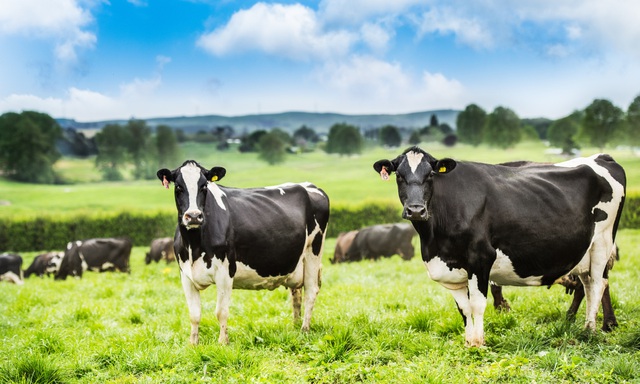 Vì sao 100% sữa New Zealand bò ăn cỏ tự nhiên &quot;đốn tim&quot; các mẹ Việt? - Ảnh 1.