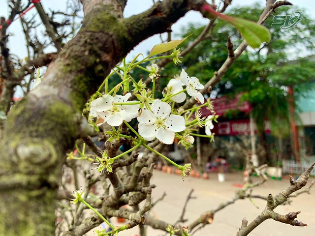 Mang không khí Xuân về Thủ đô, hoa lê rừng xuống phố giá bạc triệu hút khách - Ảnh 5.