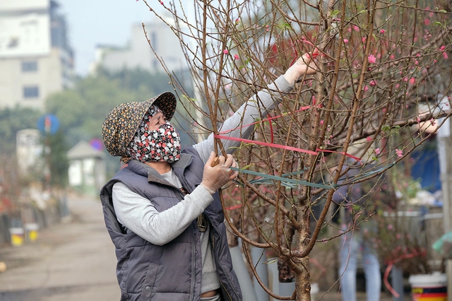 Hà Nội: Gần 200 nông dân bán hoa, cây cảnh Tết được miễn phí thuê mặt bằng - Ảnh 2.