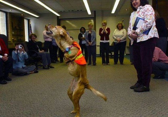 Thrown out onto the street by her owner because of her deformity, the two-legged dog teaches the world a lesson of extraordinary strength - Photo 3.