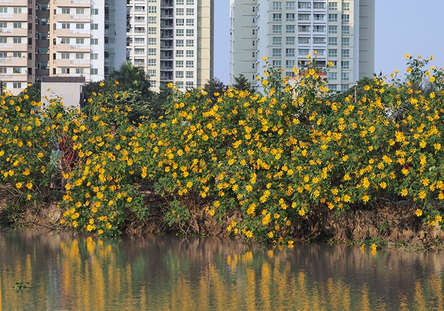 Nhổ sen để trồng quỳ, anh nông dân giữa lòng Hà Nội thu tiền triệu mỗi ngày, “sống khỏe” qua mùa COVID-19 - Ảnh 2.