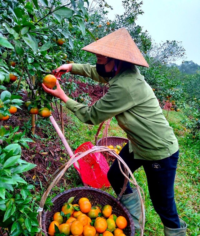 “Thủ phủ” cam bù nức tiếng ở Hà Tĩnh vào mùa thu hoạch - Ảnh 9.