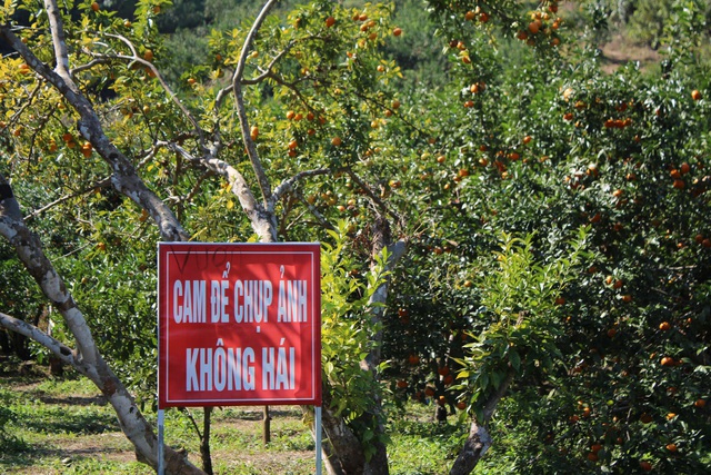 Quảng Ninh: Check-in ở làng Cam Vạn Yên, Vân Đồn  - Ảnh 13.