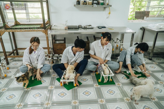 Bên trong phòng khám chữa bệnh, châm cứu miễn phí cho chó mèo ở Hà Nội: Ngoan, bà thương... - Ảnh 1.