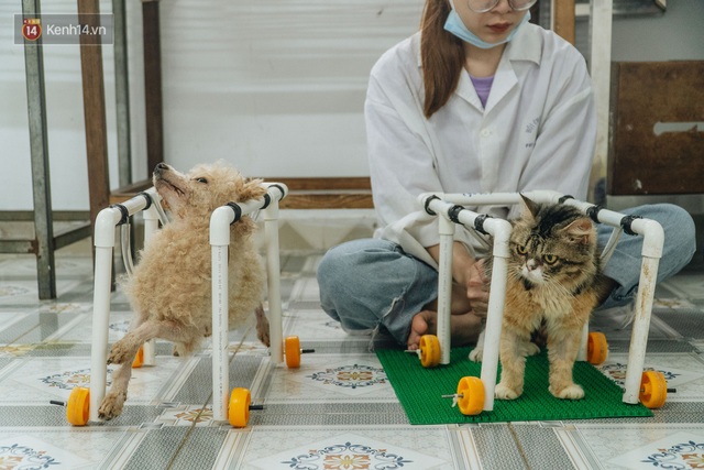 Bên trong phòng khám chữa bệnh, châm cứu miễn phí cho chó mèo ở Hà Nội: Ngoan, bà thương... - Ảnh 11.