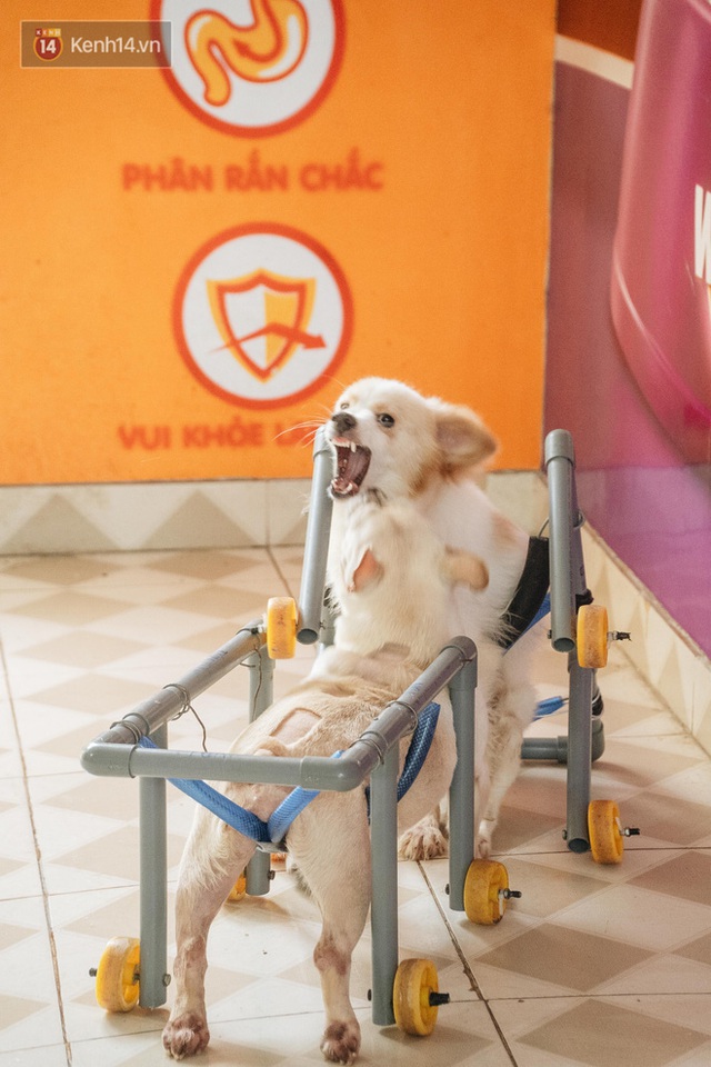 Bên trong phòng khám chữa bệnh, châm cứu miễn phí cho chó mèo ở Hà Nội: Ngoan, bà thương... - Ảnh 13.