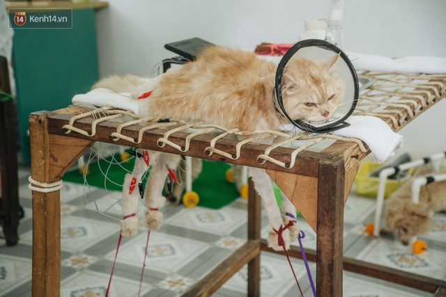 Bên trong phòng khám chữa bệnh, châm cứu miễn phí cho chó mèo ở Hà Nội: Ngoan, bà thương... - Ảnh 17.