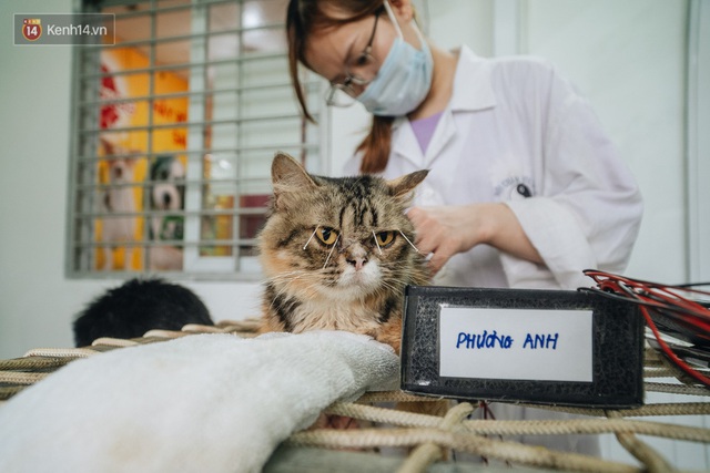 Bên trong phòng khám chữa bệnh, châm cứu miễn phí cho chó mèo ở Hà Nội: Ngoan, bà thương... - Ảnh 21.