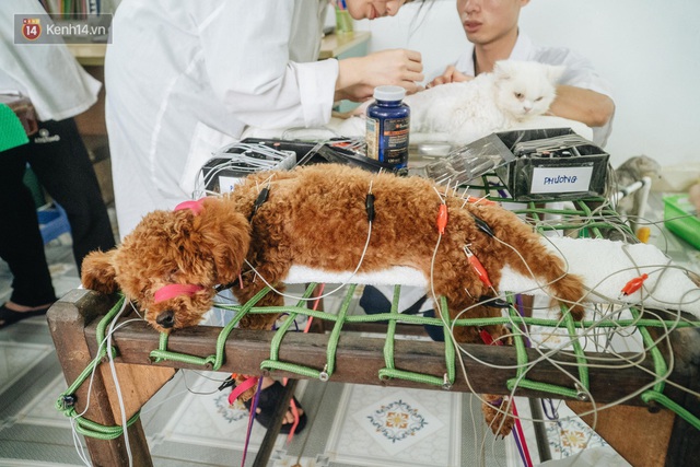 Bên trong phòng khám chữa bệnh, châm cứu miễn phí cho chó mèo ở Hà Nội: Ngoan, bà thương... - Ảnh 22.