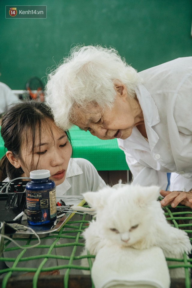 Bên trong phòng khám chữa bệnh, châm cứu miễn phí cho chó mèo ở Hà Nội: Ngoan, bà thương... - Ảnh 26.