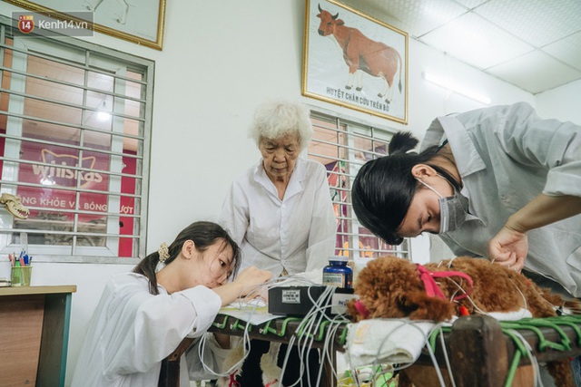 Bên trong phòng khám chữa bệnh, châm cứu miễn phí cho chó mèo ở Hà Nội: Ngoan, bà thương... - Ảnh 27.