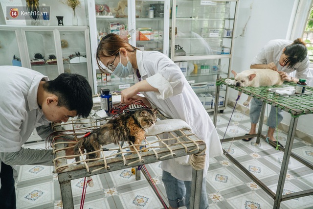 Bên trong phòng khám chữa bệnh, châm cứu miễn phí cho chó mèo ở Hà Nội: Ngoan, bà thương... - Ảnh 28.