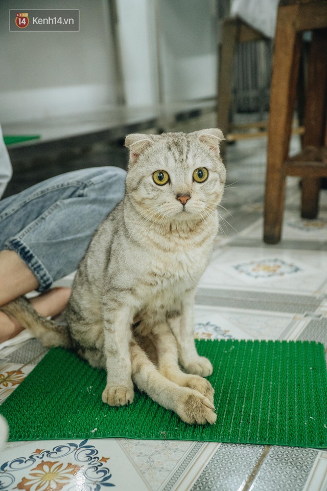 Bên trong phòng khám chữa bệnh, châm cứu miễn phí cho chó mèo ở Hà Nội: Ngoan, bà thương... - Ảnh 32.