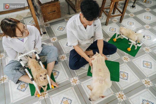 Bên trong phòng khám chữa bệnh, châm cứu miễn phí cho chó mèo ở Hà Nội: Ngoan, bà thương... - Ảnh 7.