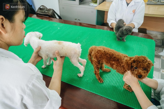 Bên trong phòng khám chữa bệnh, châm cứu miễn phí cho chó mèo ở Hà Nội: Ngoan, bà thương... - Ảnh 8.