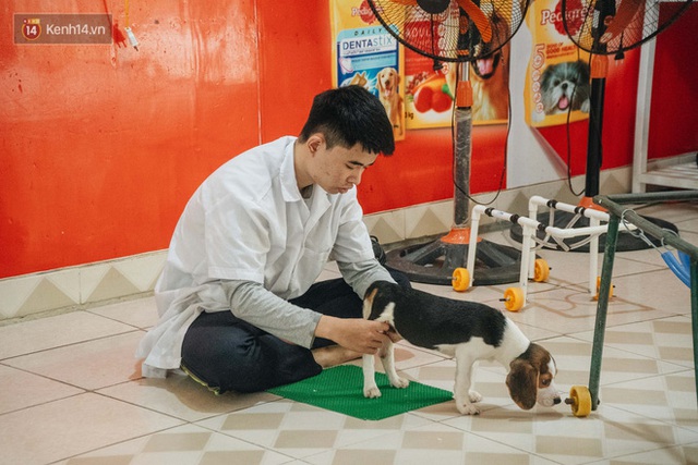 Bên trong phòng khám chữa bệnh, châm cứu miễn phí cho chó mèo ở Hà Nội: Ngoan, bà thương... - Ảnh 9.