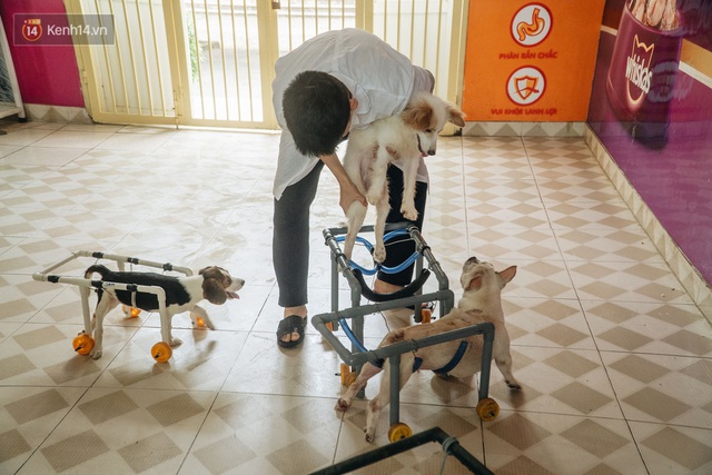 Bên trong phòng khám chữa bệnh, châm cứu miễn phí cho chó mèo ở Hà Nội: Ngoan, bà thương... - Ảnh 10.