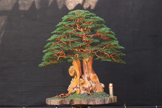 Những cây bonsai đẹp đến khó tin làm ra từ bàn tay người mắc căn bệnh hoàng gia - Ảnh 3.