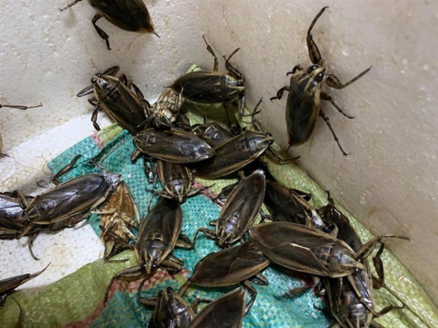Đại gia Việt chi 3,5 triệu đồng để ngâm lọ mắm côn trùng nhìn giống gián - Ảnh 3.