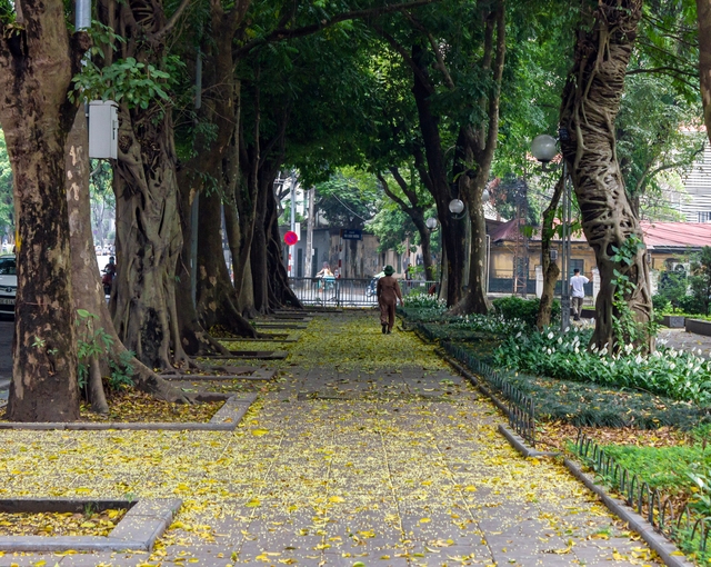 Hà Nội: Người dân đổ đến đường Phan Đình Phùng thả dáng với mùa sấu rụng lá - Ảnh 2.