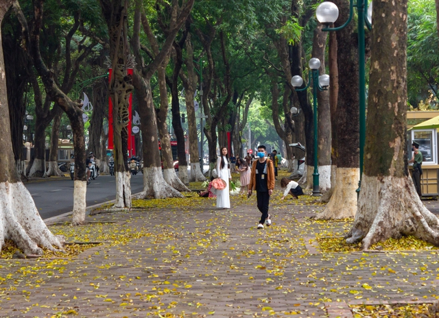 Hà Nội: Người dân đổ đến đường Phan Đình Phùng thả dáng với mùa sấu rụng lá - Ảnh 3.
