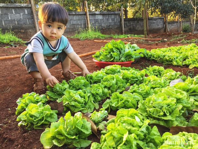 Khu vườn quanh năm tốt tươi rau quả sạch của mẹ mệnh Hỏa ở Đắk Lắk - Ảnh 16.