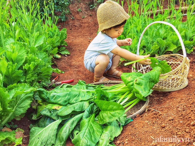 Khu vườn quanh năm tốt tươi rau quả sạch của mẹ mệnh Hỏa ở Đắk Lắk - Ảnh 4.