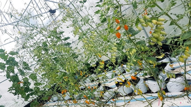 Người phụ nữ Kiên Giang đầu tư 10 triệu đồng thiết kế nhà màng 30m² trồng dưa lưới vì đam mê - Ảnh 22.