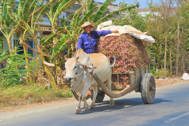 Giá hành khô rơi thẳng đứng từ 60.000 đồng/kg xuống còn 2.000 đồng/kg - Ảnh 2.